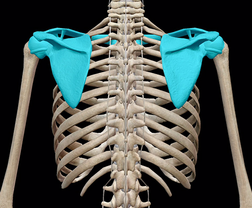 3d-skeletal-system-shoulder-girdle-all-bones